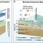 Fermentation emerges as key pathway for ammonium production beneath the Pearl River Delta