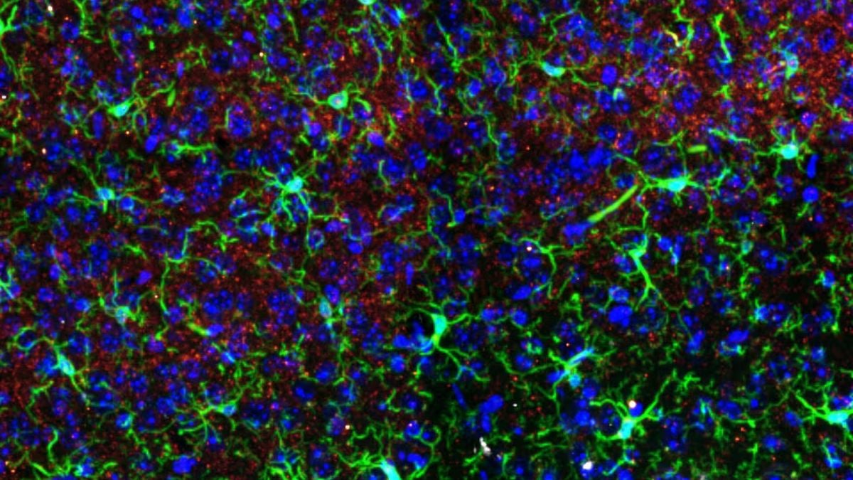 Ketamine Alters Brain Structures – But Only in One Sex, Study in Mice Finds