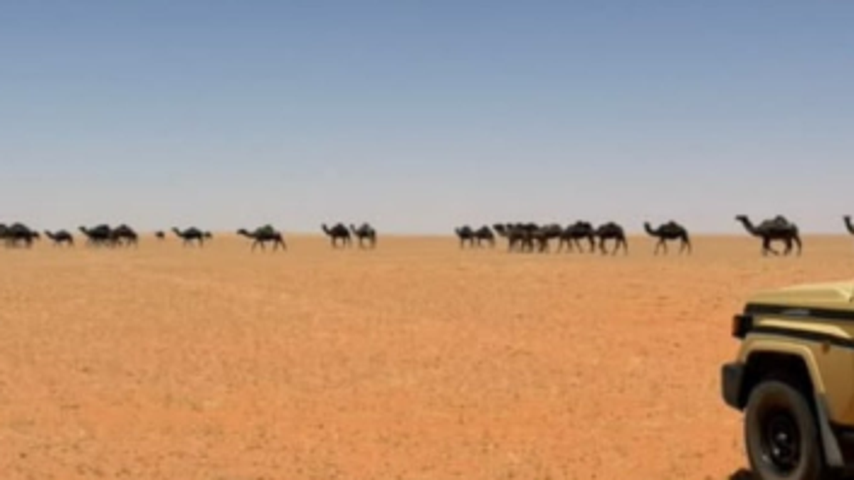 Saudi man arrested for illegal grazing in Imam Turki bin Abdullah Reserve