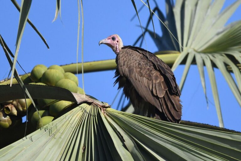 West Africa’s plan to save its vultures struggles to take flight