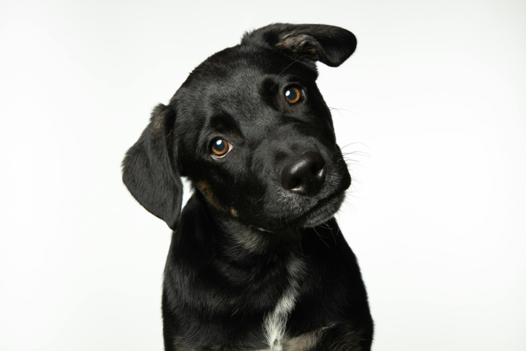 We should smile at our dogs – a new scientific study reveals why