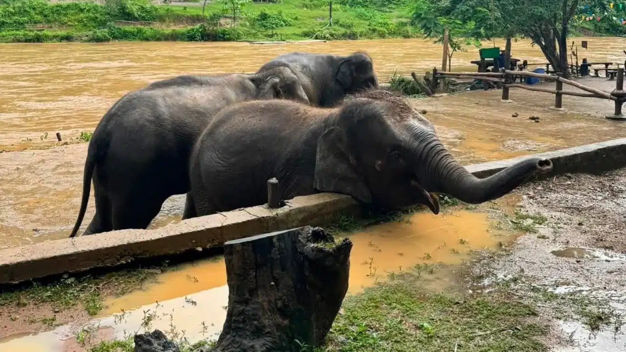 Chiang Mai Elephant Village Moves Animals to High Ground as River Waters Rise Fast