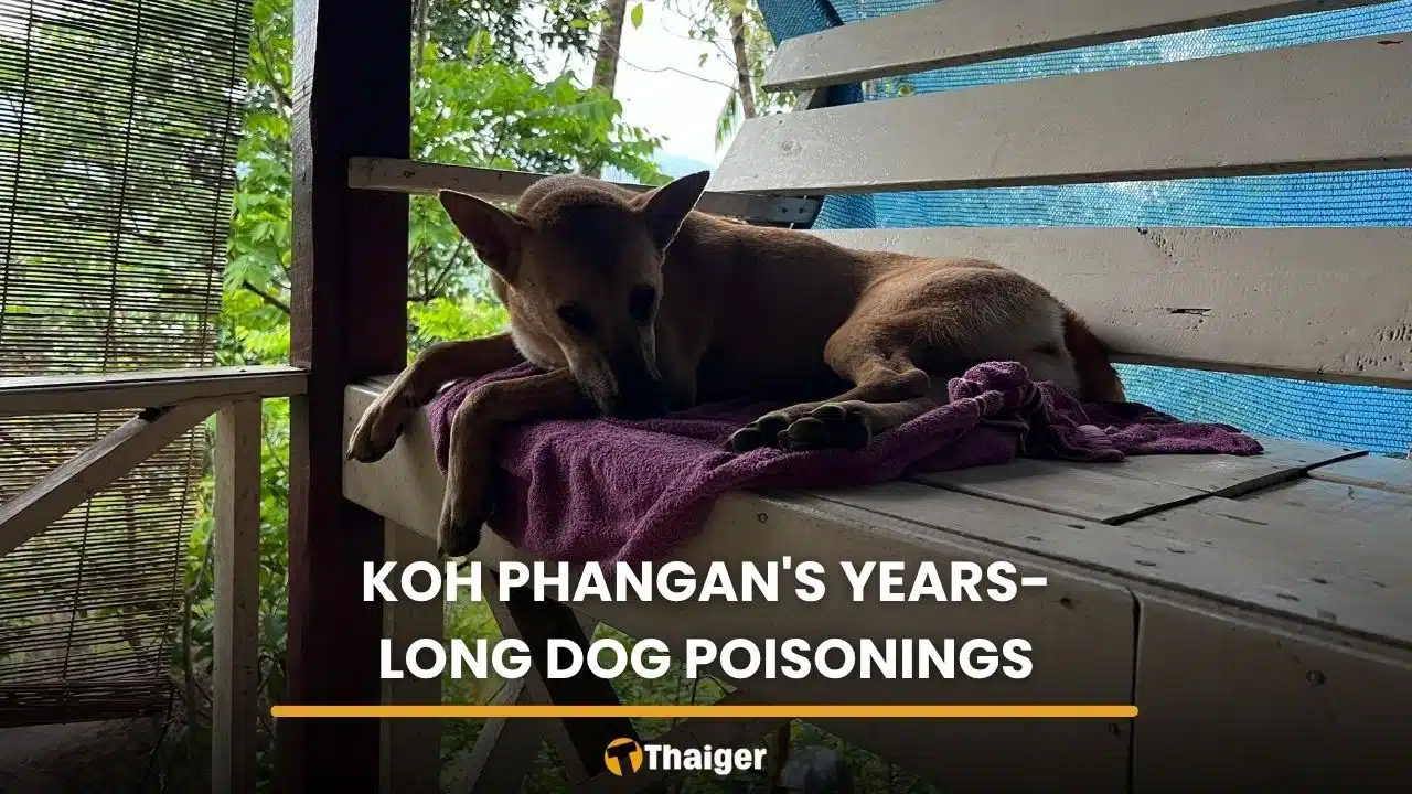 Years of dog poisonings on Koh Phangan beach remain unsolved