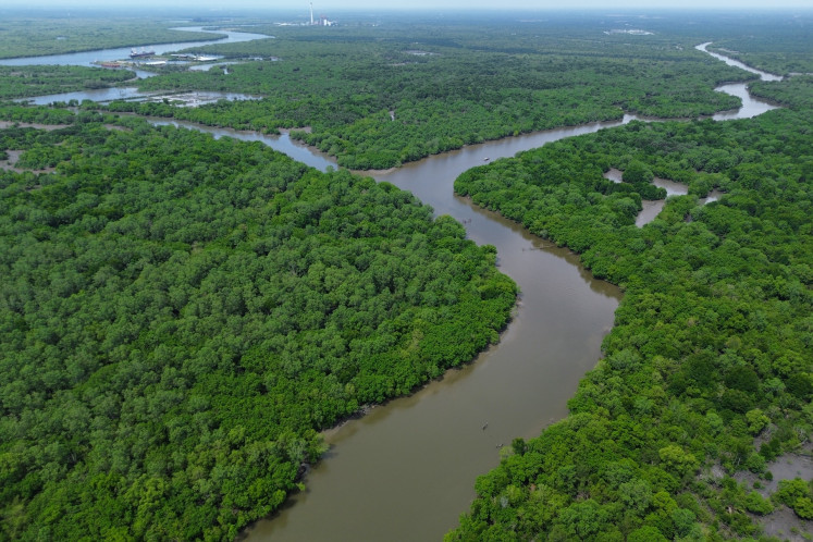 Mangrove recovery offers hope for coasts