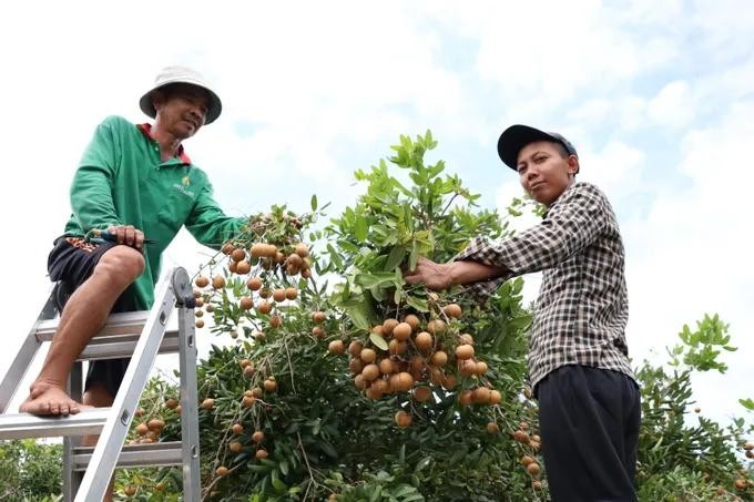 Phuoc Hai boosts value of specialty yellow-fleshed longan