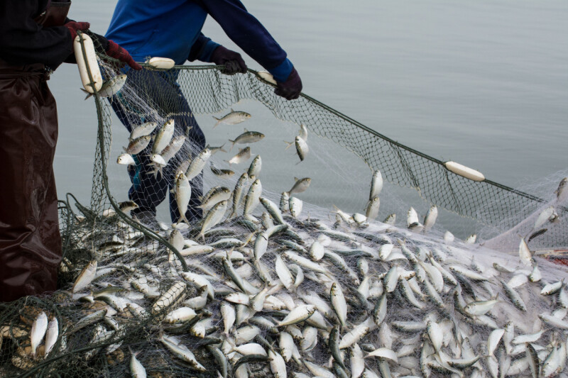 Cybercrooks trawl Fishbrain to net password hashes