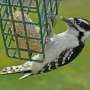 Why feeding birds can make you feel better