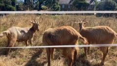 Royal Golden Guernsey Goats join conservation herd