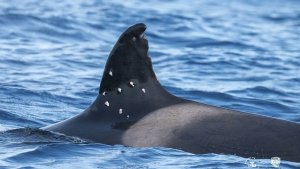 Spain refers shooting of 60-year-old orca matriarch Toñi to prosecutors