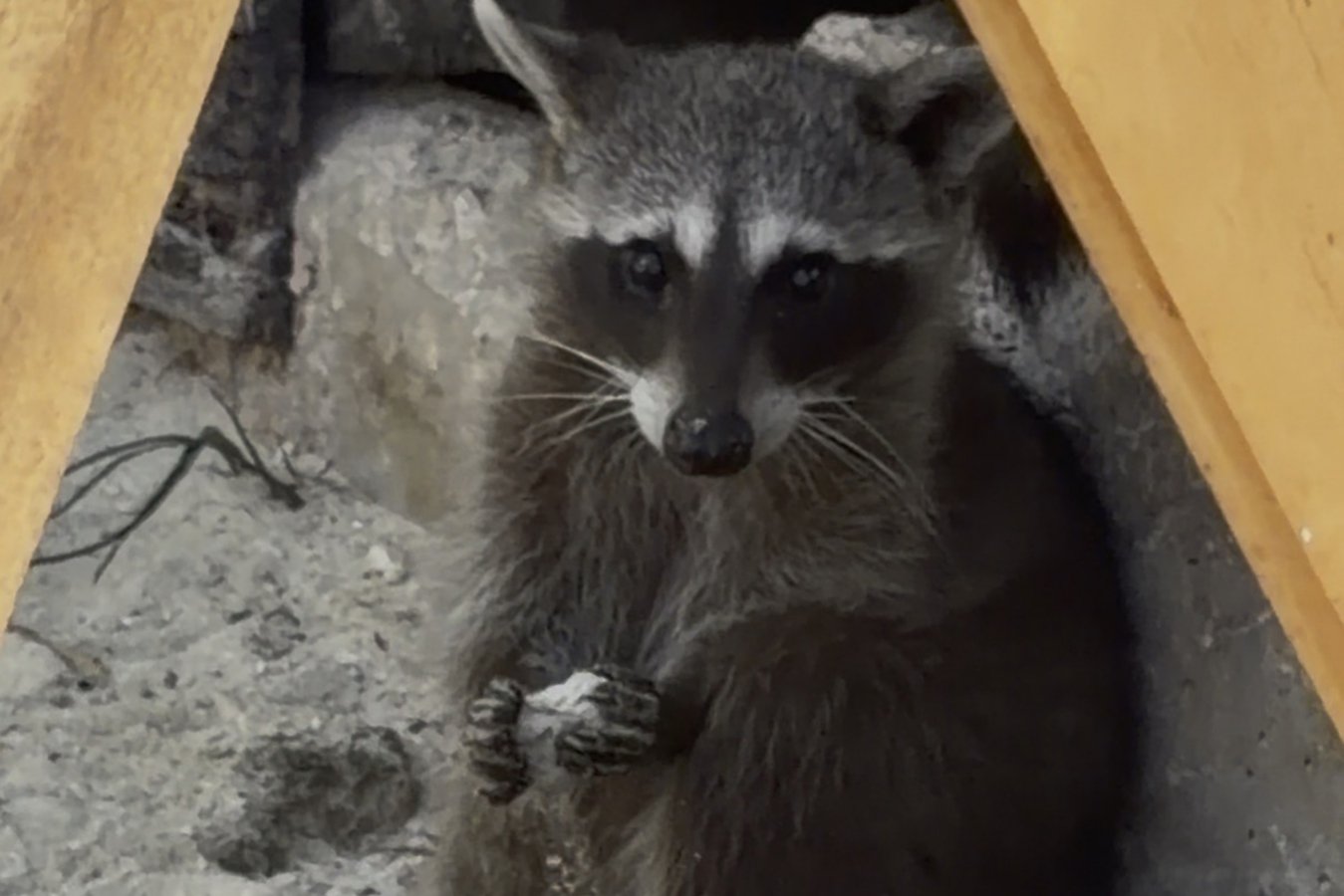 Pygmy raccoons teach each other to make toys out of paper and sand