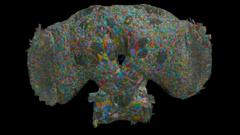 How the brain of a fly may help explain human behaviour