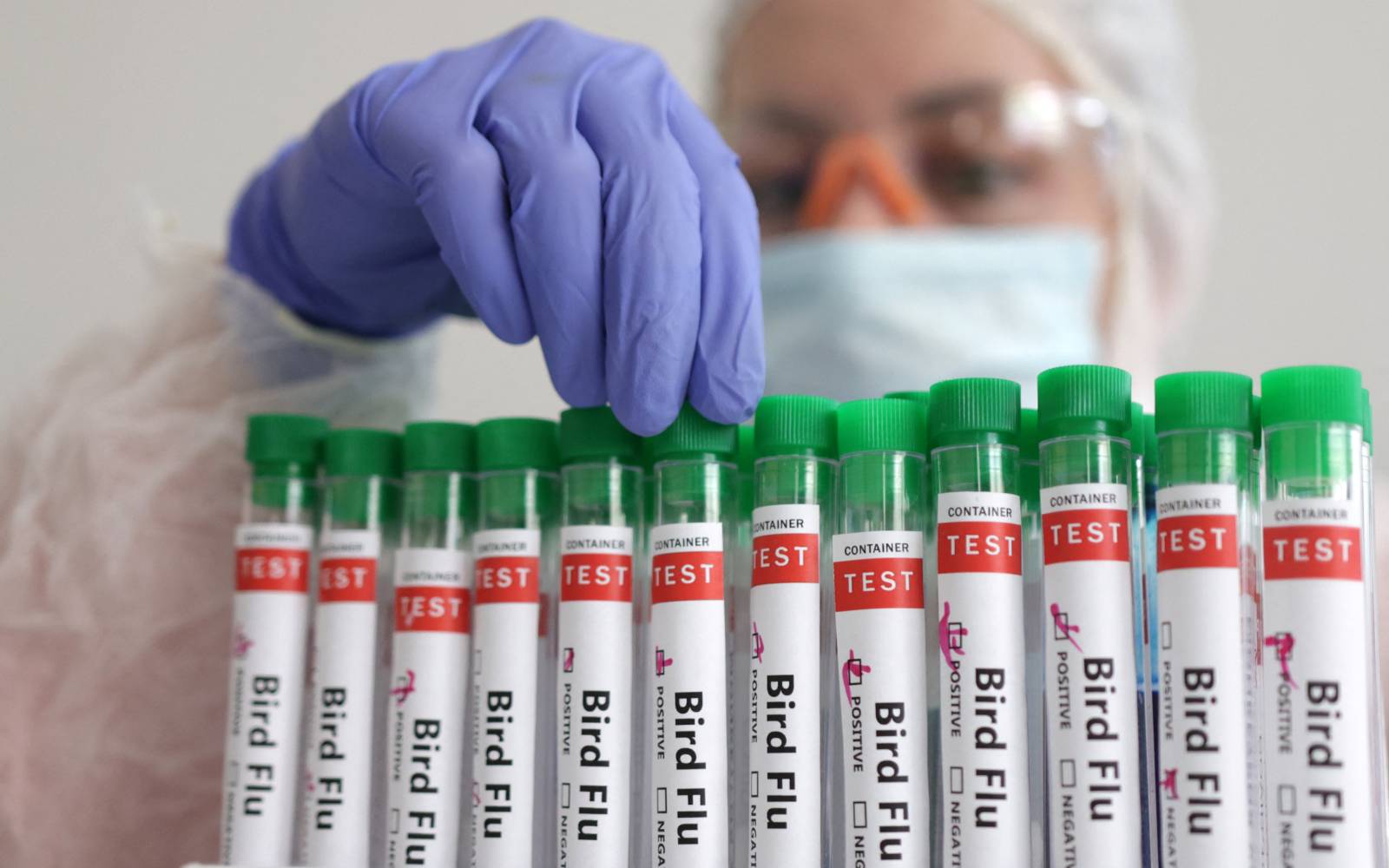 Australia to vaccinate vulnerable native birds against bird flu