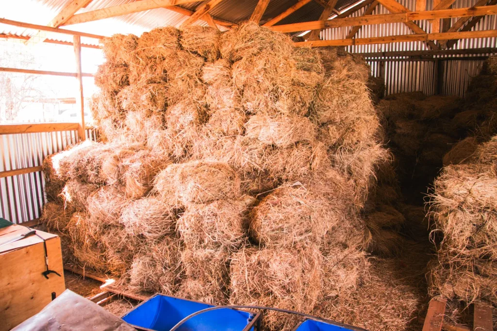 From livestock loss to resilience: How aggregation is changing pastoralism in Isiolo