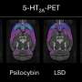 Three psychedelic drugs affect the brain differently, brain scans in rats suggest