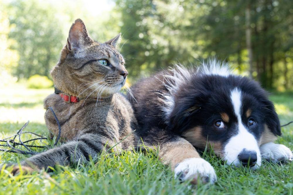 Pets are family to 91pc of Malaysian owners, yet most lack emergency funds, survey finds