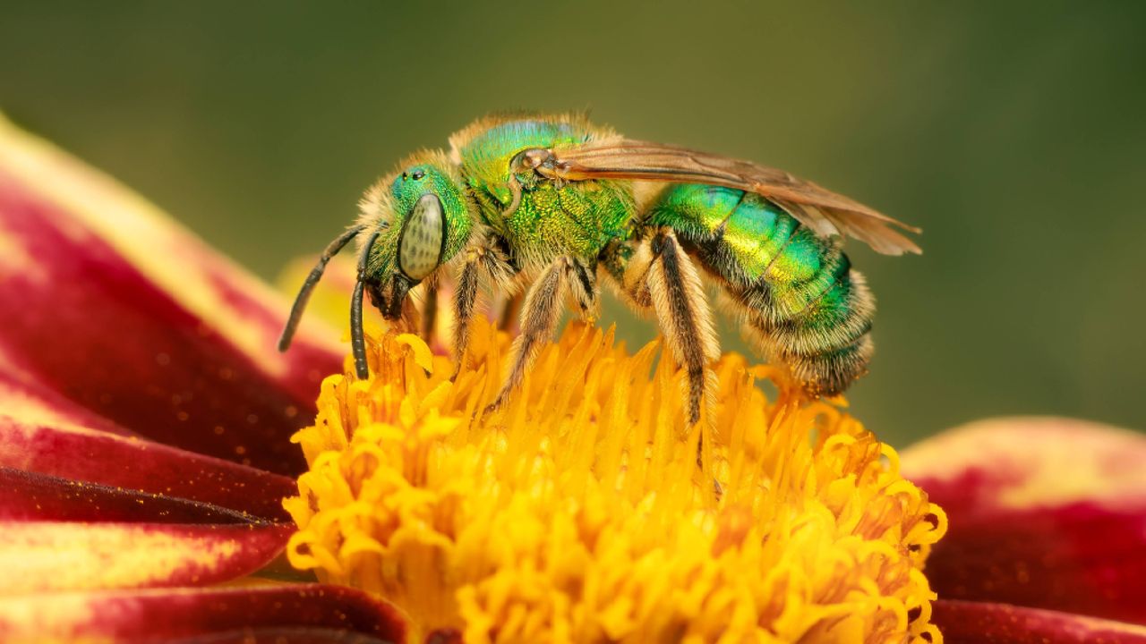 Don’t swat that ‘fly’: 5 safe ways to deter sweat bees from your yard without getting stung