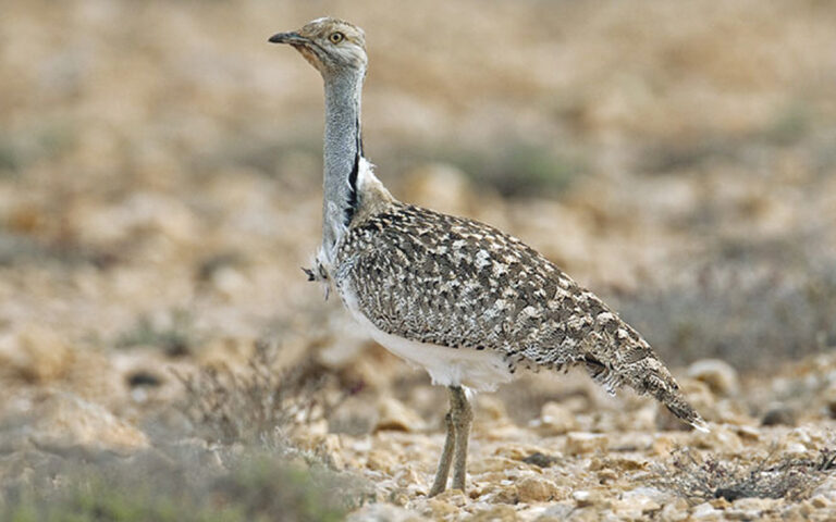 Uzbekistan’s houbara releases serve hunting, not conservation, expert says