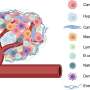 Hydrogel-grown tumors could speed cancer drug testing, reduce animal use