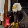 Jackie, the California bald eagle who became an internet sensation, dies after illness