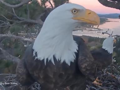 WATCH: David Muir remembers Big Bear's bald eagle Jackie