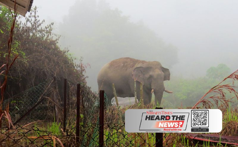 40 wild elephants roaming forests near Pos Gob
