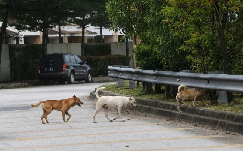 Dogs top animal abuse, neglect cases in Malaysia, says group