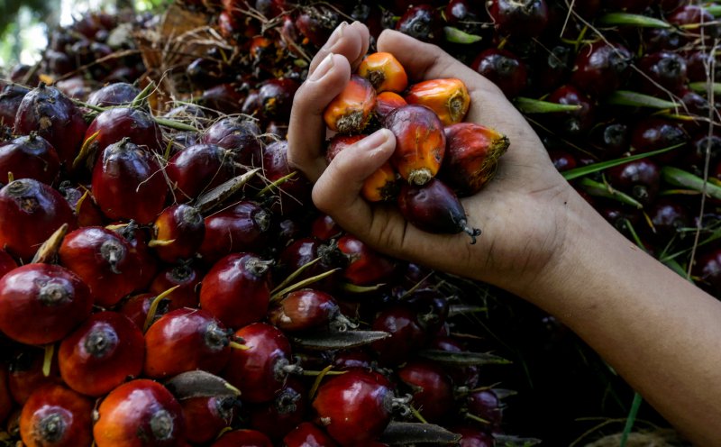 SD Guthrie sees CPO at RM4,600-RM5,000, with upside from El Nino