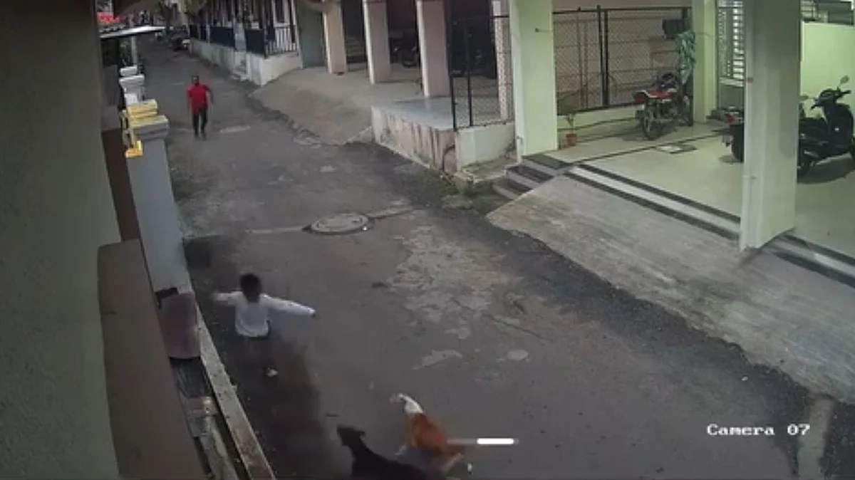 WATCH: Stray Dogs Attack Child In Pimpri-Chinchwad, CCTV Captures Incident; PCMC Faces Questions Over Rising Dog Bites