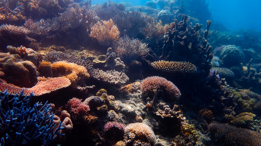 Small but promising signs of recovery on Great Barrier Reef