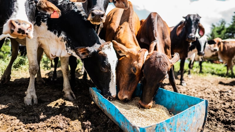 Call for food security committee to meet over dry weather