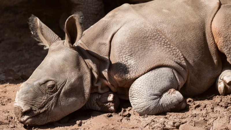 Fota seeking public's help in naming Indian rhino calf
