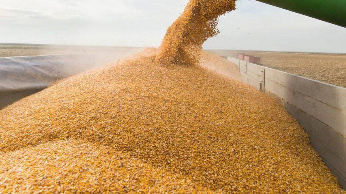 Farmers thresh over 26 mln tonnes of new-crop grains and legumes from 49% of area – Agriculture Ministry