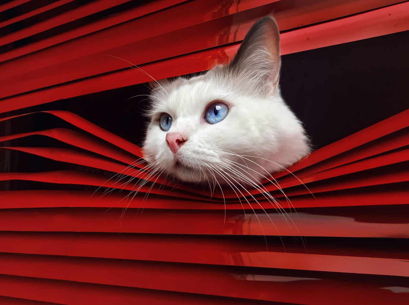 PICTURES: The world’s most photogenic pets steal the spotlight