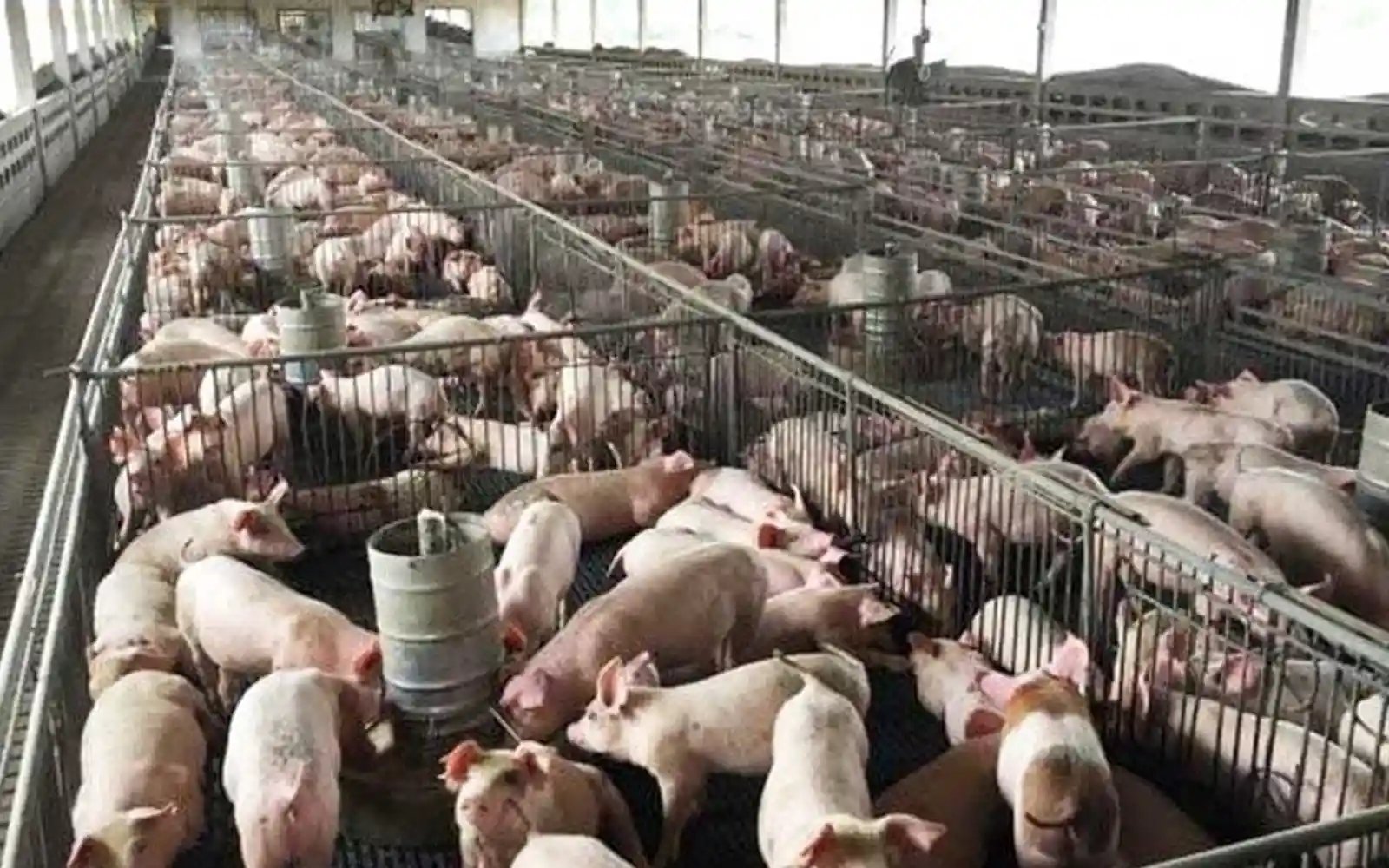 Penang steps up efforts to tackle pollution from Kg Selamat pig farms