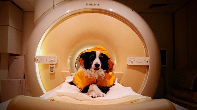 Scientists scanned 14 canine brains. They found another reason to love dogs