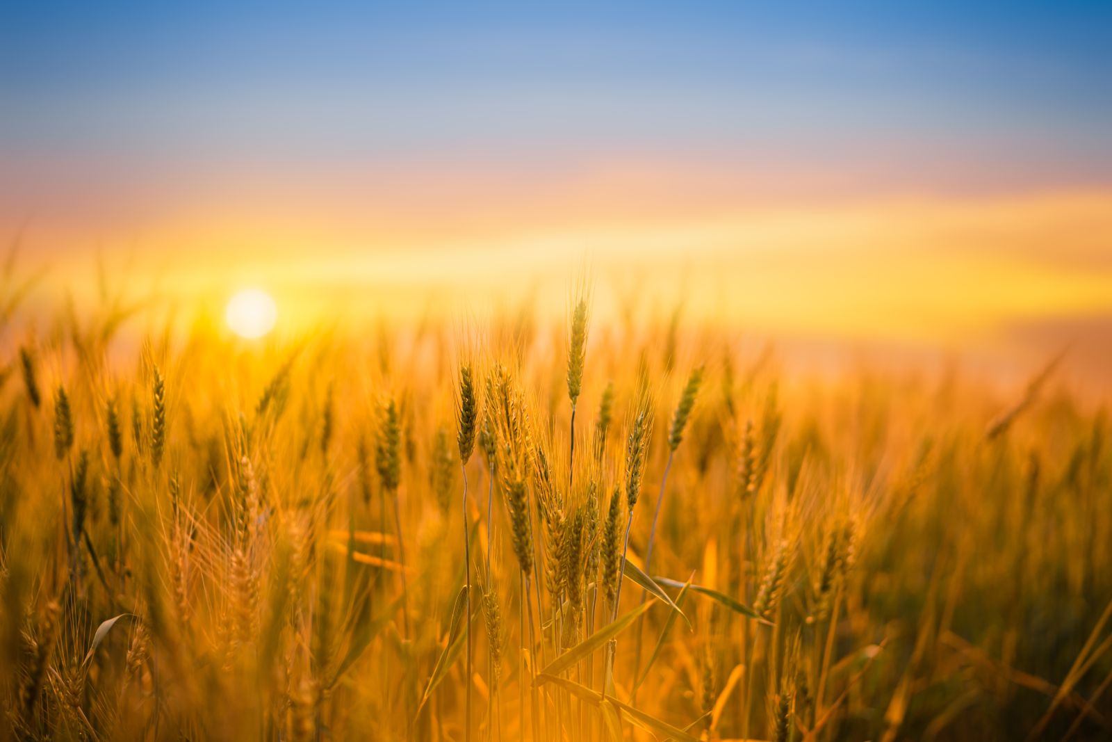 Wheat Closes Mixed, as Winter Wheats Fade