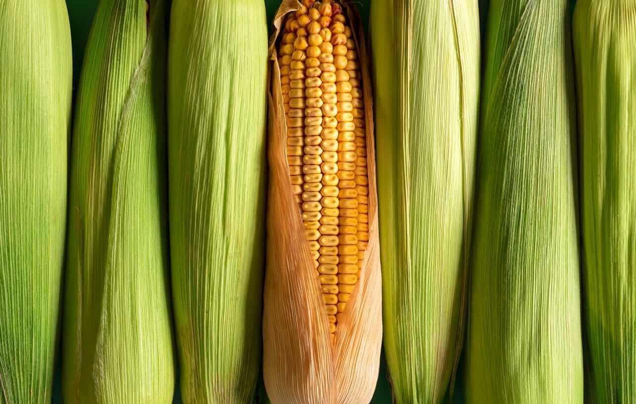 Corn Fades Midday Strength to Close the Front Month Weakness
