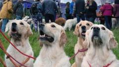 Golden retrievers to gather at the breed's ancestral Highland home