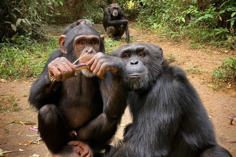 What makes chimpanzee conservation last? Lessons from Sierra Leone