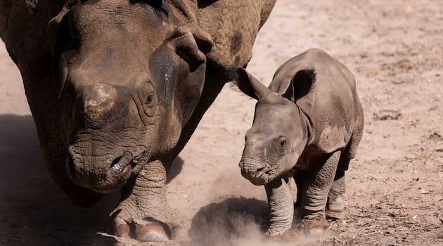 Fota Wildlife Park in Cork announces second birth in Ireland of rare Indian rhino