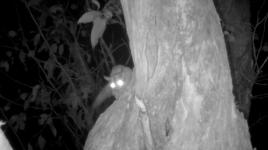 Gliders were thought to eat swift parrots. Cameras showed something different