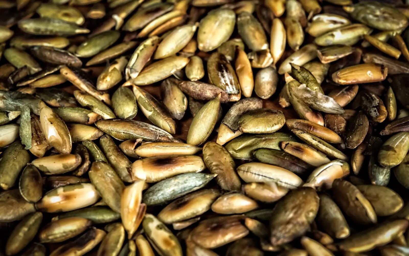 Salmonella outbreak linked to pumpkin seeds infects 81 in France