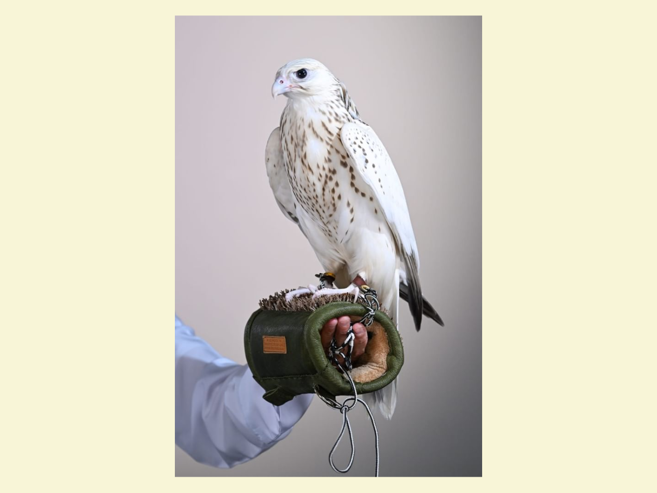 $300k falcons fly off the shelves in Abu Dhabi