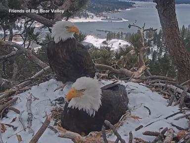 WATCH: How Jackie the bald eagle brought millions of people together