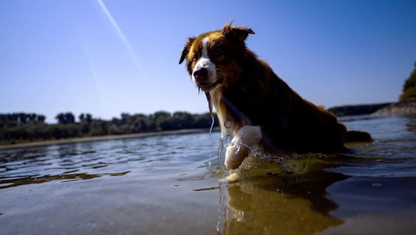 Dogs can distinguish between emotions in a human face, study shows