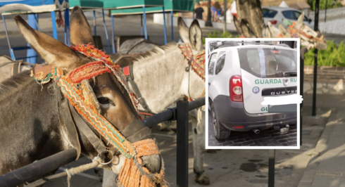 Junta officers caught helping Mijas donkey taxis lug tourists around during prohibited orange heat alert