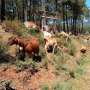 Mixed grazing, controlled burns and collaboration can curb Mediterranean wildfire risks