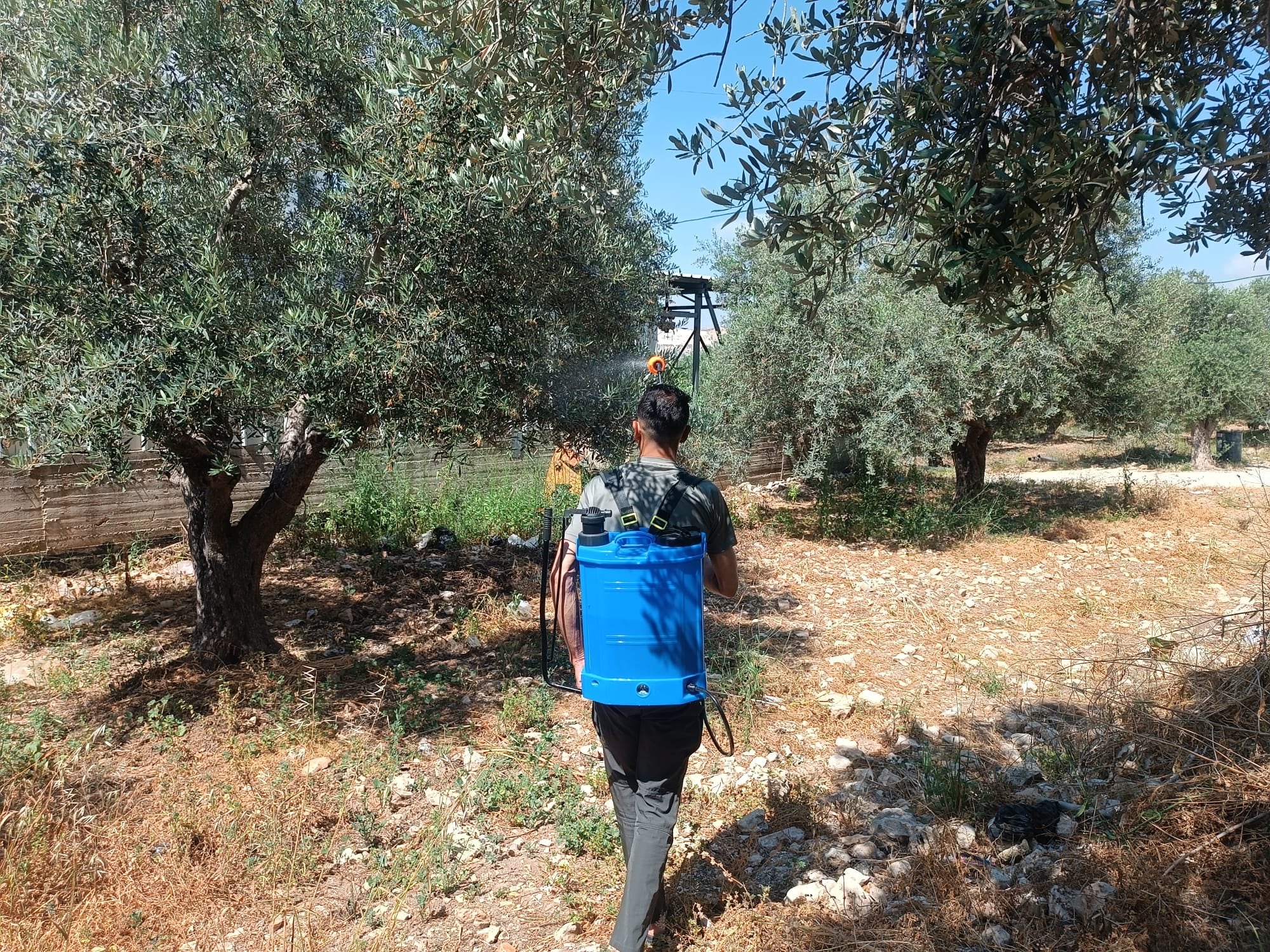 From grove to global markets, Palestinian olive oil's increasingly difficult journey