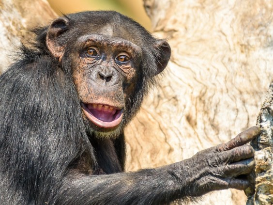 Chimps Have Accents, Too