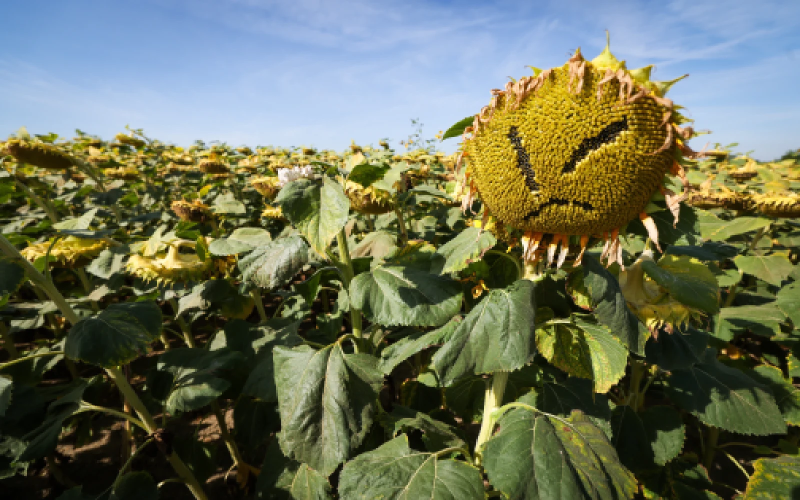 Extreme heat becoming more frequent and intense, says UN agency